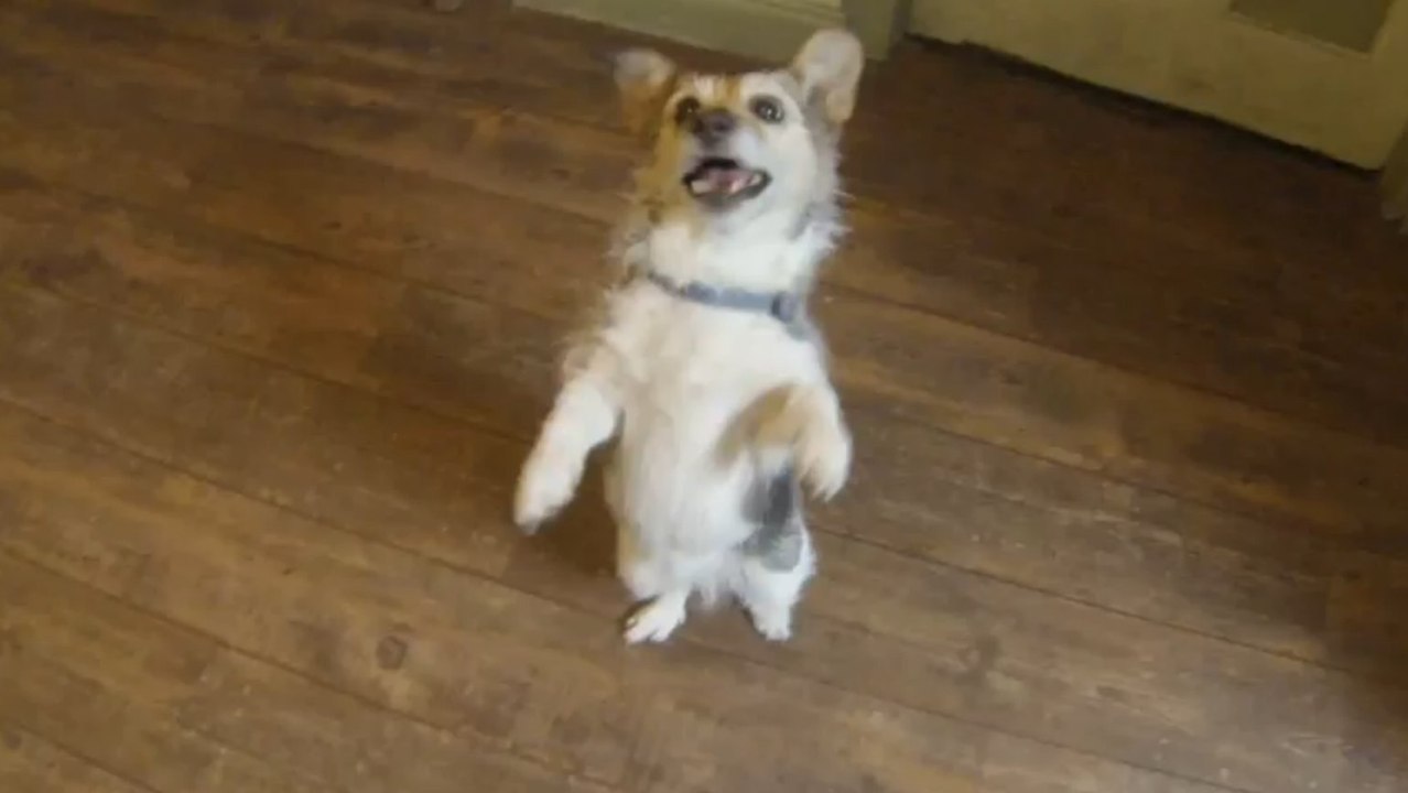 TOP Funny Cat and Dog Dancing and Singing in the World - Best Singing Songs