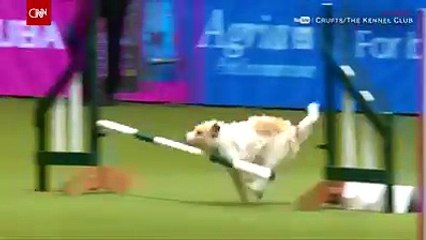 a dog who fail at every obstacles