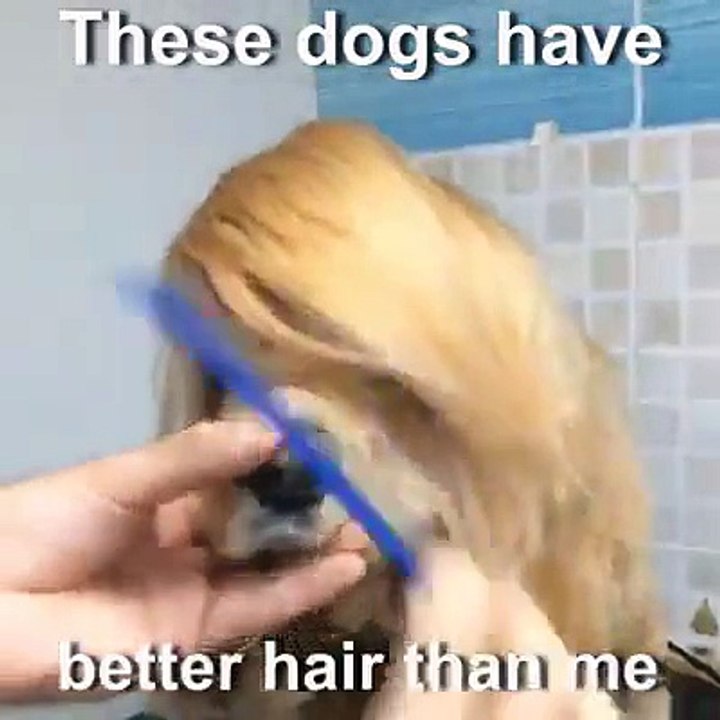 these dogs have better hair than me