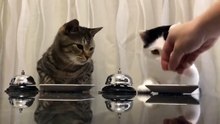 L’une des vidéos les plus virales de la semaine : ces deux chats tapent sur la sonnette pour avoir des croquettes
