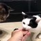 L’une des vidéos les plus virales de la semaine : ces deux chats tapent sur la sonnette pour avoir des croquettes