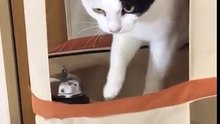 L’une des vidéos les plus virales de la semaine : ces deux chats tapent sur la sonnette pour avoir des croquettes
