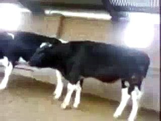 Buffelo Gone Crazy Fall Down Funny-Buffelo Meating full video