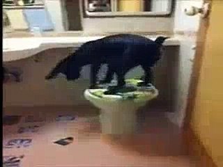 Omg Unbelievable-funny video of animal