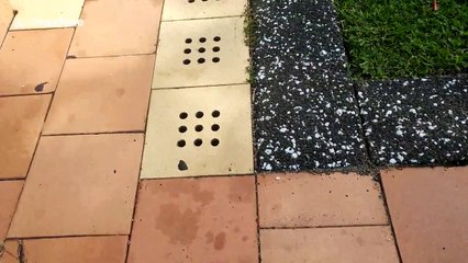 Heat in Australia causes birds to die from exhaustion