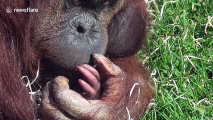 Cute baby orangutan born at UK zoo