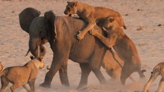 LIONS AND GIANTS - ANIMAL PLANET HD