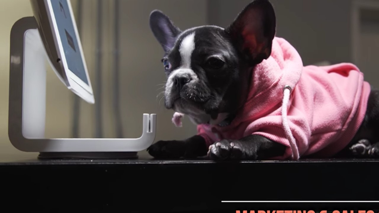 No Humans Allowed Coworking Space for Animals S...