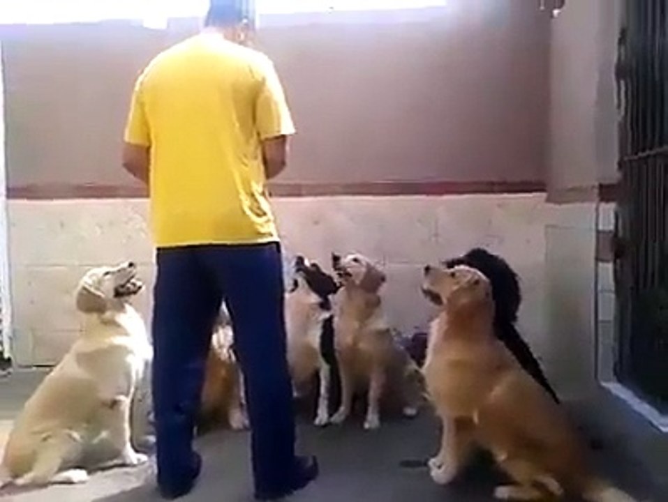 Nice Doggy