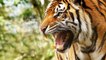 Most Spectacular Big Cat Attacks - Lion Attack, Leopard, Tiger, Jaguar, Cheetah
