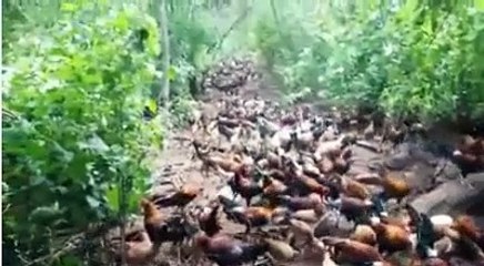 Siapa yang punya ayam sebanyak ini?