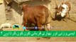 372 || Cow qurbani || 2017 || 2018 || Bakra eid in Pakistan || Cow mandi