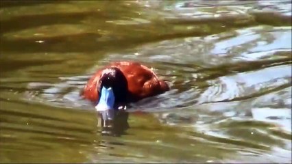 Скачать видео: Argentine blue-bill, Argentine lake duck, or Argentine ruddy duck