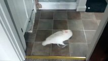 Un perroquet en colère à cause du chat Tellement drole la discussion avec son maitre