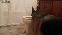 Ce chien fait pipi dans la cuvette des toilettes Propre le berger allemand