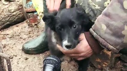 Фронтові друзі - назавжди! Про братів наших менших. ☺️