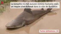 Cet australien tombe sur un requin bouledogue au milieu de la route apres le passage d'un cyclone