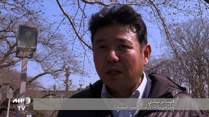 مفتشون يترقبون أشجار الكرز في اليابان لإعلان حلول موسم تفتحها