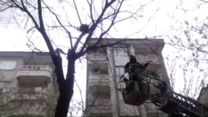 Karga Yuvasına Giren Kediyi Itfaiye Kurtardı