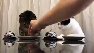 Deux chats sonnent pour avoir des croquettes