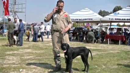 Aydın'da Köpekler Podyuma Çıktı