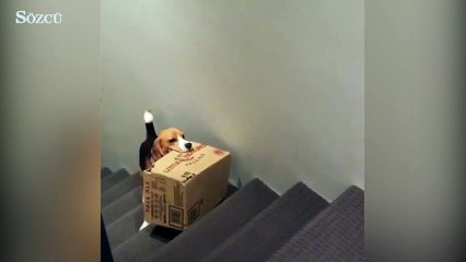 Asla pes etmeyen sevimli köpek...