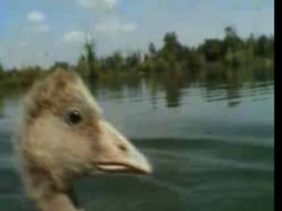 Canard03