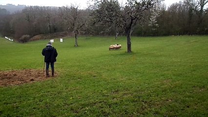 Etape du championnat de France de chien de troupeau