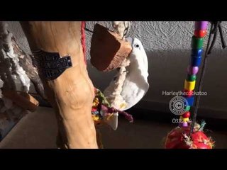 Polite Cockatoo Eats With a Spoon