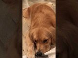Louie the Golden Retriever Gets Some Much-Needed Pampering