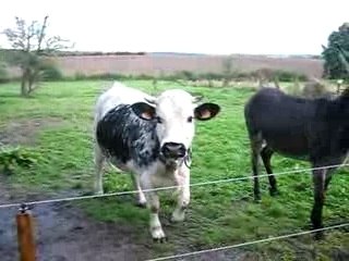 mes anes ma vache