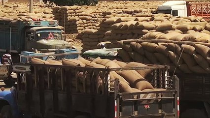 تدهور أسعار الذرة يثير مخاوف المزارعين بالسودان