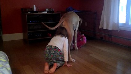great Dane playing with girls