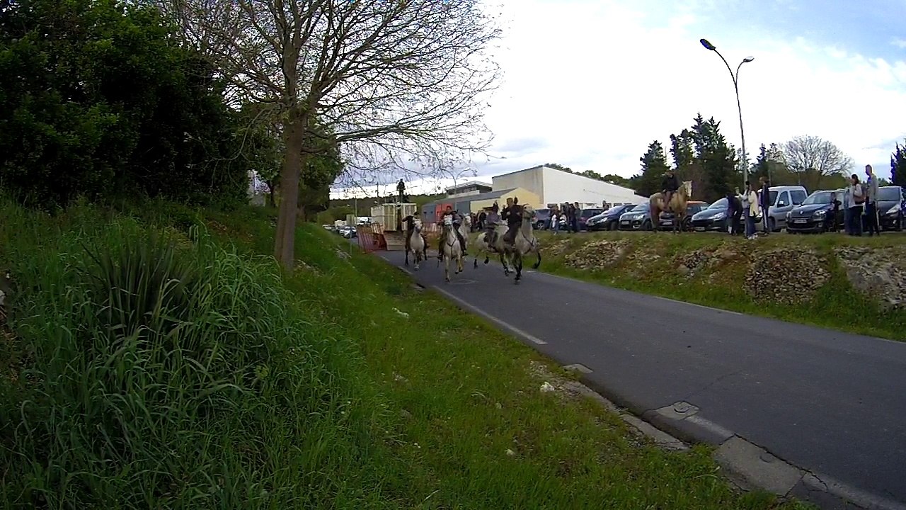 taureaux en slow motion