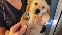 Sammies First Bath! 8 Week Old Golden Retriever Puppy  Trampoline Ball Pit