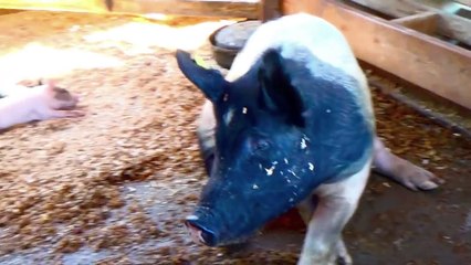 FARM ANIMALS & THEIR SOUNDS - Babies, Toddlers, Preschool