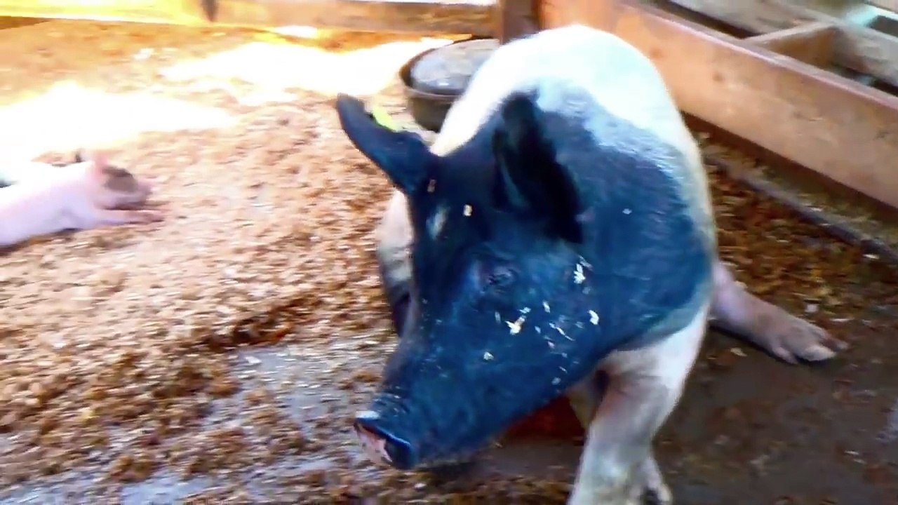 FARM ANIMALS & THEIR SOUNDS - Babies, Toddlers, Preschool