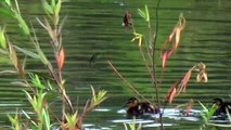 BABY DUCKLINGS with MOM and DAD (6 Duck Families) Babies, Toddlers, Preschoolers
