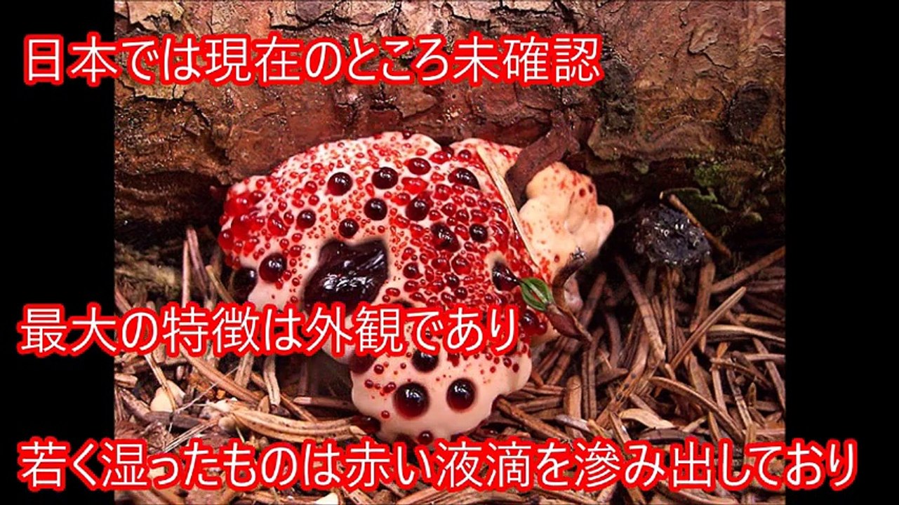 【閲覧注意】恐怖！世界で最も危険な恐ろしい植物・キノコをご紹介 地球上に存在するマジでヤバすぎる危険生物【衝撃】