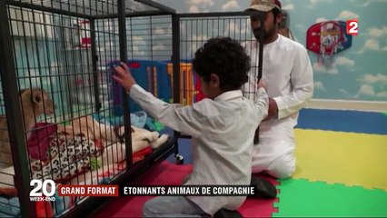 Émirats arabes unis : des animaux sauvages comme animaux de compagnie