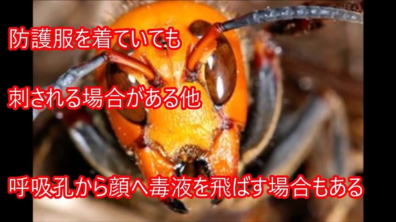 【閲覧注意】超危険生物 絶対に遭遇したくないマジでヤバイ毒を持つ危険な動物・生物！【衝撃】