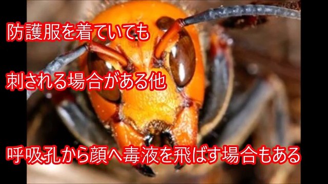 【閲覧注意】超危険生物 絶対に遭遇したくないマジでヤバイ毒を持つ危険な動物・生物！【衝撃】