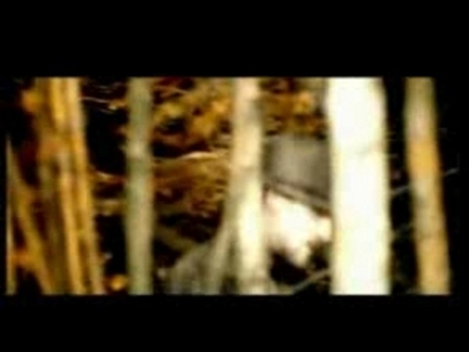 Gentleman - serenity