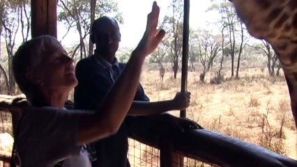 Giraffe Centre, Nairobi. Kenya.