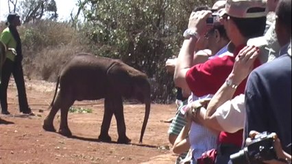 Sheldrick Elephant Orphanage, Nairobi Kenya