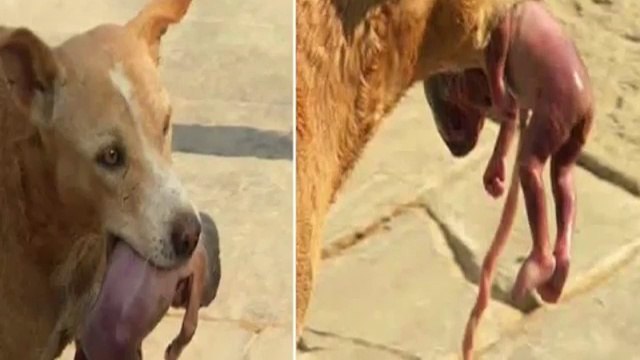 10 Amazing Animals That Saved Humans