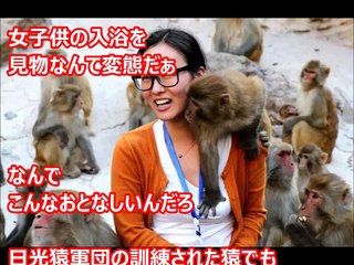 【海外の反応】「温泉に入る野生のサル」が外国人観光客に大人気！温泉につかるニホンザルにハマる外国人続出！日本の猿の姿にホッコリ「超もふもふしたい！」「ニホンザル愛」【日本観光】