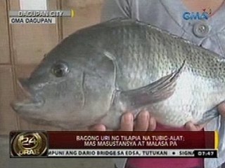24Oras: Bagong uri ng tilapia na tubig-alat; mas masustansya at malasa pa