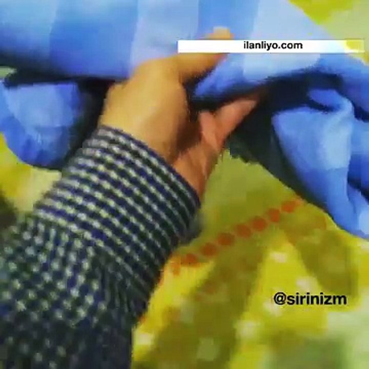 Kedi ve Oyun