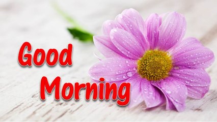 Good Morning Wishes | Good morning greetings | Best WhatsApp Morning Message